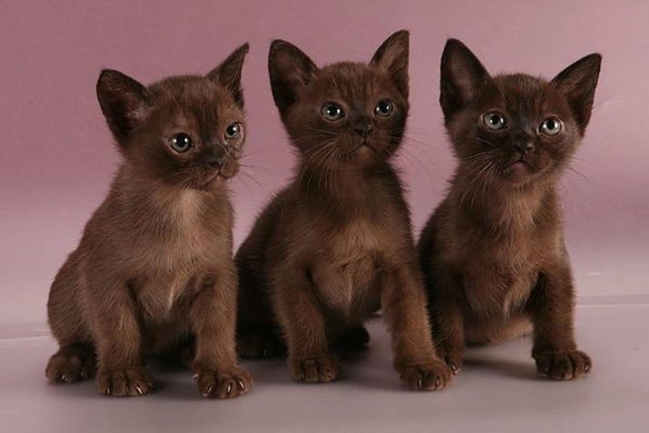 Какая порода кошек коричневого окраса