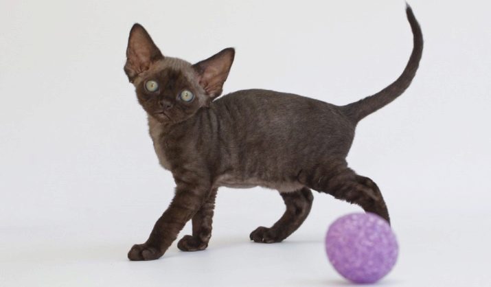 Кошка коричневая короткошерстная порода с фото