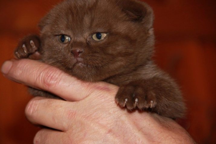 Порода кошки коричневые глаза