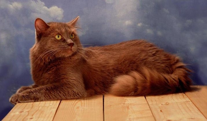 Кошка коричневого окраса порода фото