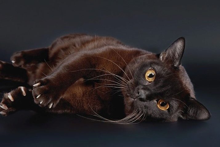 Порода кошек коричневого окраса с желтыми глазами