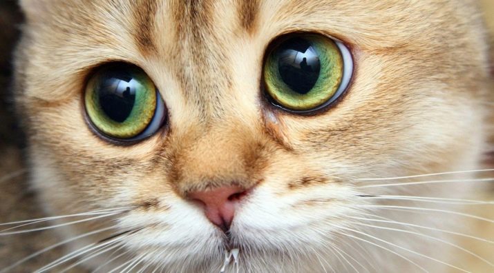 Крупные породы кошек большие глаза