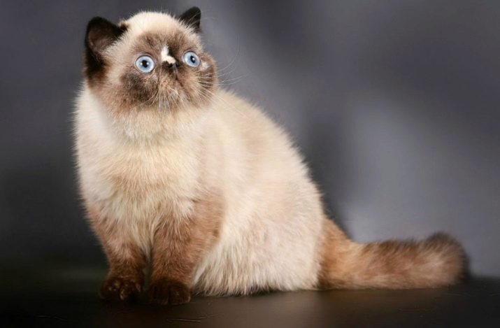 Что за порода кошек с большими глазами фото