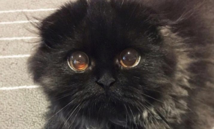 Кошка с большими глазами и маленькими глазами порода