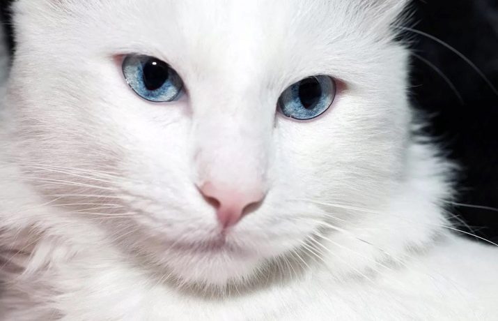 Серо черная кошка с голубыми глазами порода
