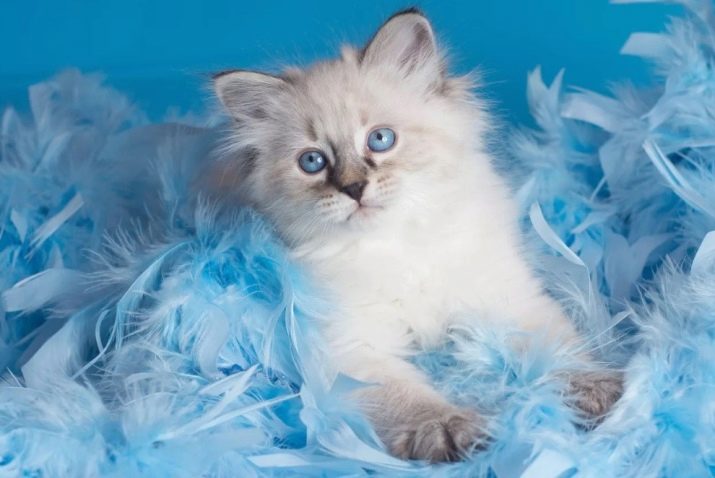 Порода кошек цвет голубой глаза голубые