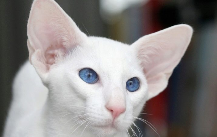 Порода кошек голубые глаза светлая шерсть