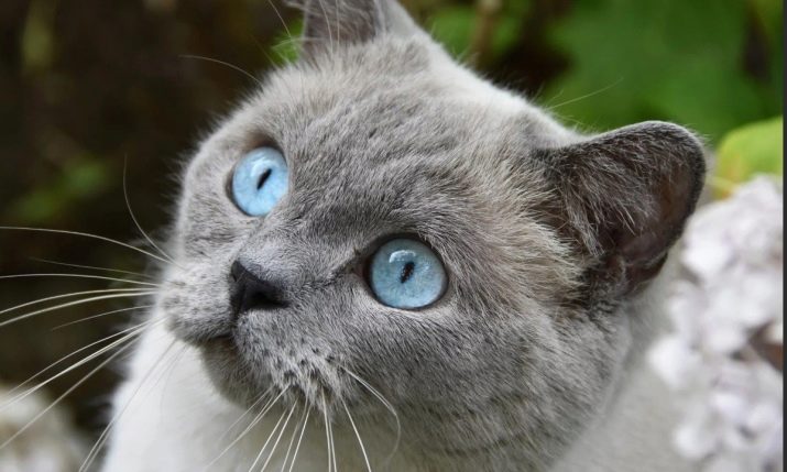 Породы пушистых кошек с голубыми глазами фото