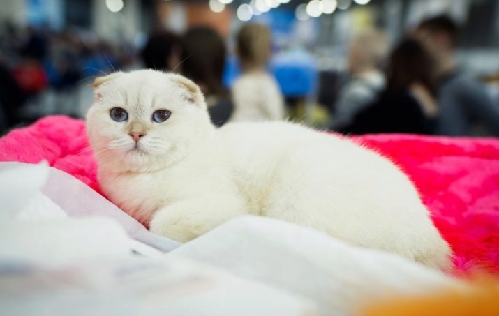 Персиковая кошка с голубыми глазами порода