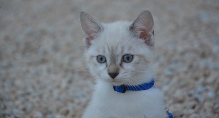Трехцветная кошка с голубыми глазами порода