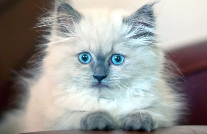 сиамская пушистая кошка голубые глаза