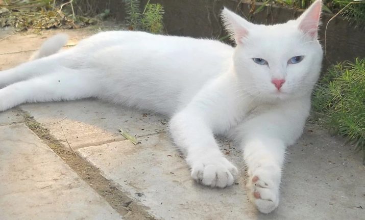 Порода гладкошерстной кошки с голубыми глазами