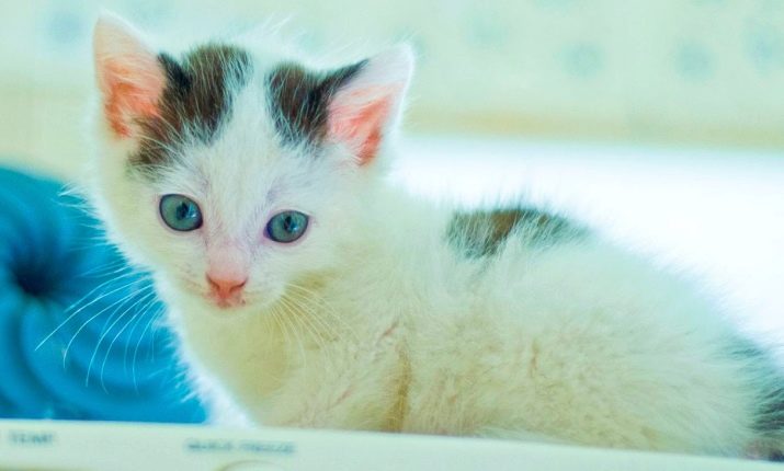 Кошка коричневая с голубыми глазами порода
