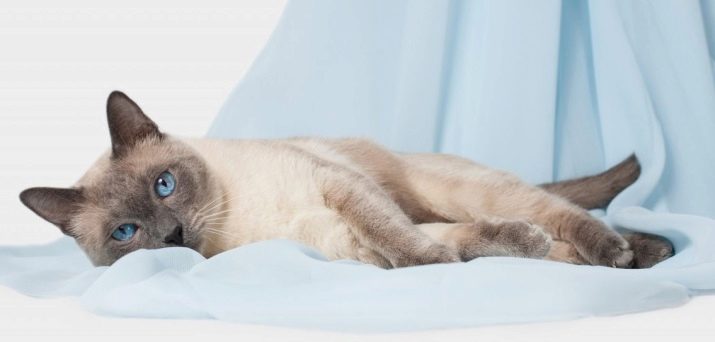 Породы кошек с голубыми глазами фотографиями и названиями пород