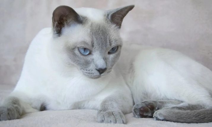 Кошка с ярко голубыми глазами порода