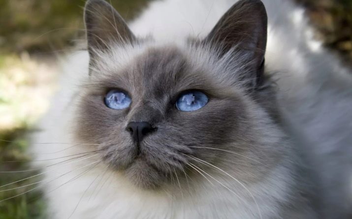 Маленькие кошки с голубыми глазами порода