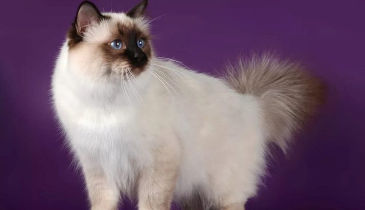 Порода кошек с голубыми глазами и бежевой