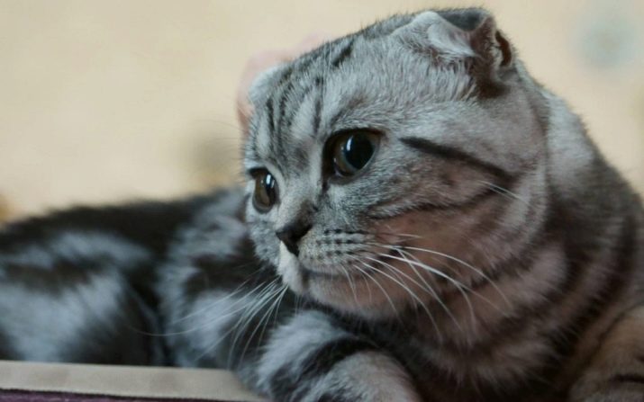 Фото плоскомордые породы кошек