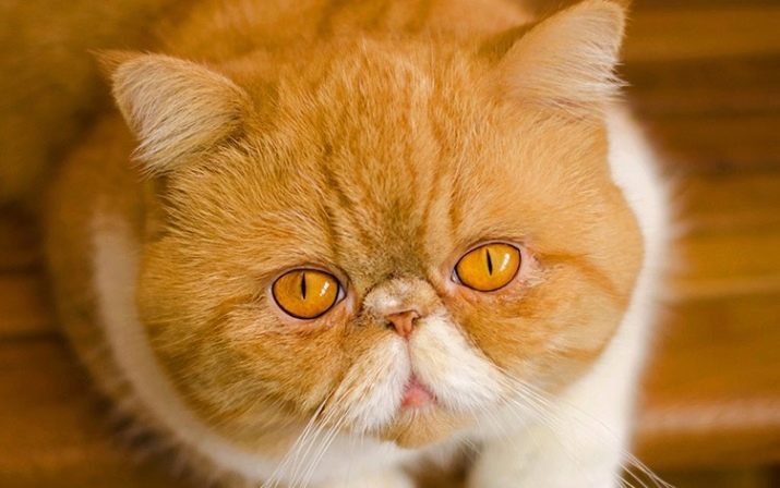 Порода кошки с приплюснутым лицом