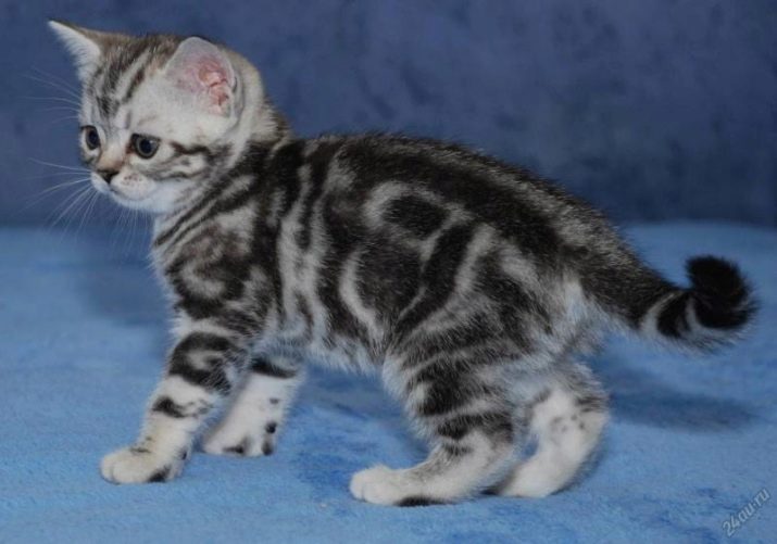 Порода кошек полосатых мраморных