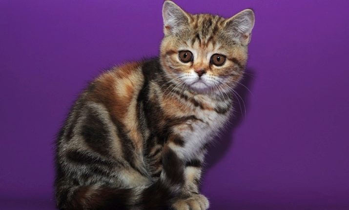 Мраморный окрас кошки порода фото