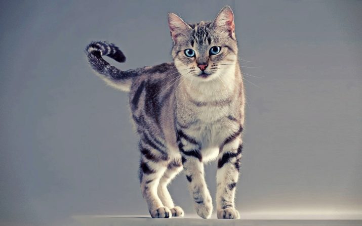 Мраморный окрас кошки порода