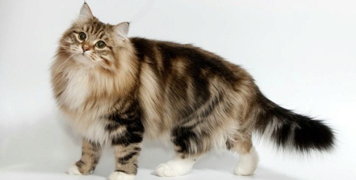 Порода кошек полосатых мраморных