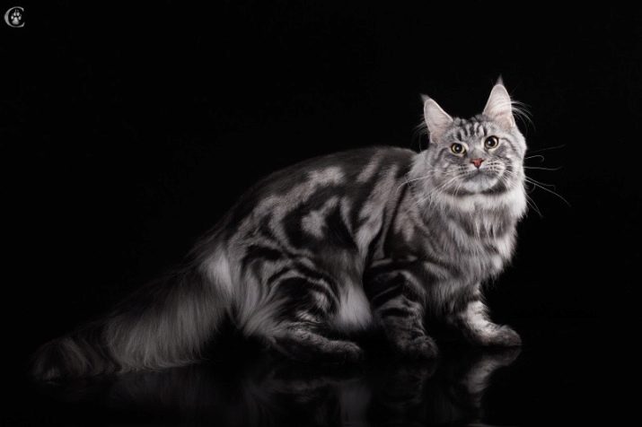 Порода кошки с мраморным окрасом