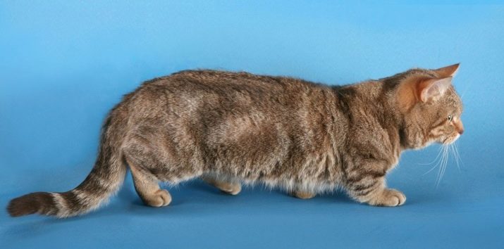 Породы кошек с голубым мраморным окрасом