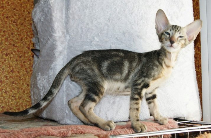Кошка породы мрамор фото