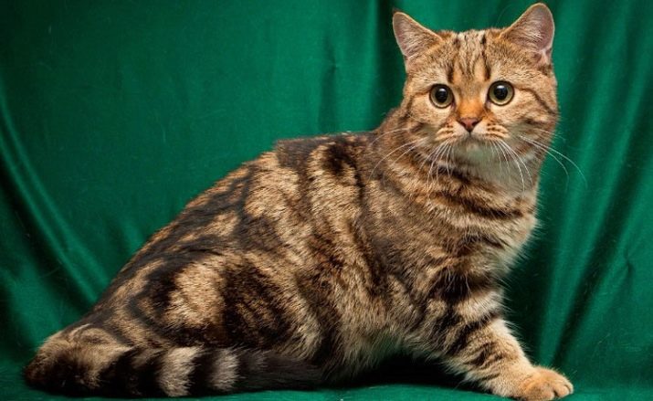 Мраморный окрас кошки описание породы