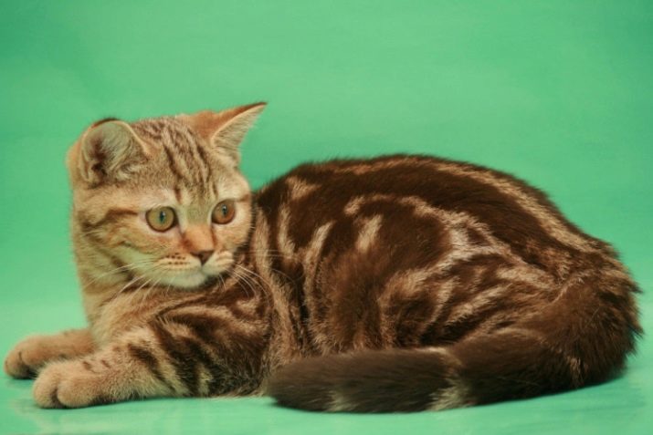 Порода кошек мраморного окраса
