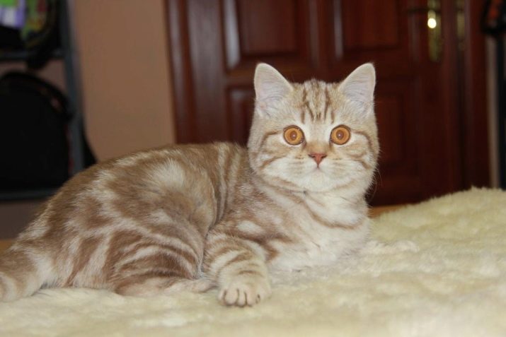 Мраморный окрас кошки какая порода