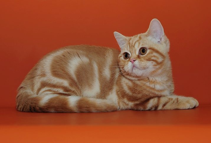 Породы мраморных кошек с фотографиями