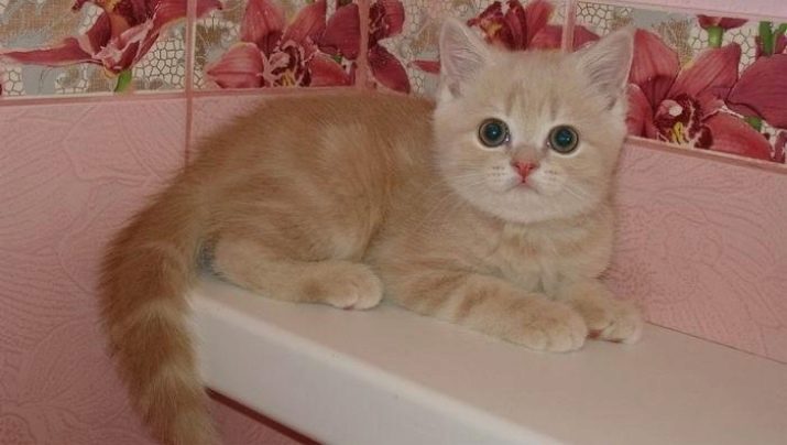 Порода кошек окрас рыжий мраморный