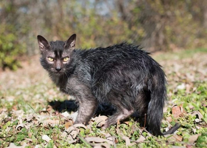 Самые страшные кошки в мире породы