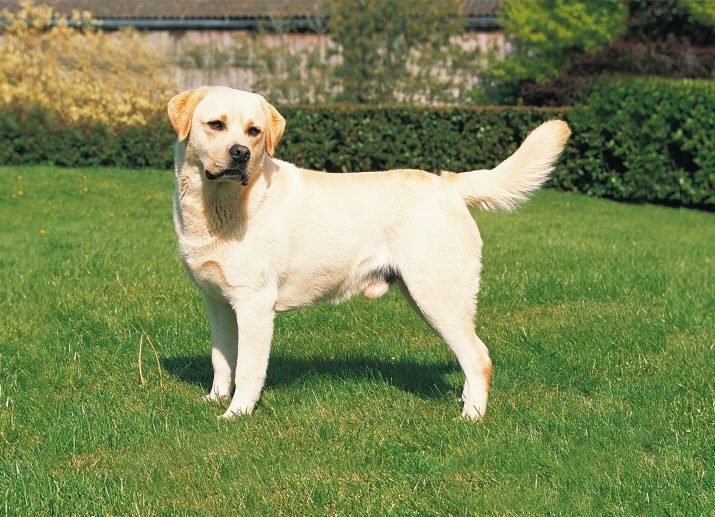 Как называется порода собак похожих на лабрадора с длинной шерстью