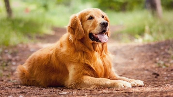 Порода собак похожих на лабрадора только с длинной шерстью