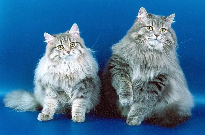 сибирская кошка голубого окраса