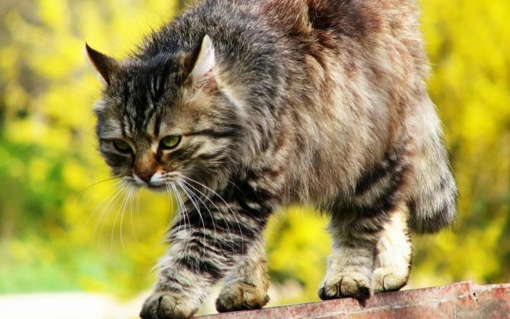 Порода сибирская кошка окрасы