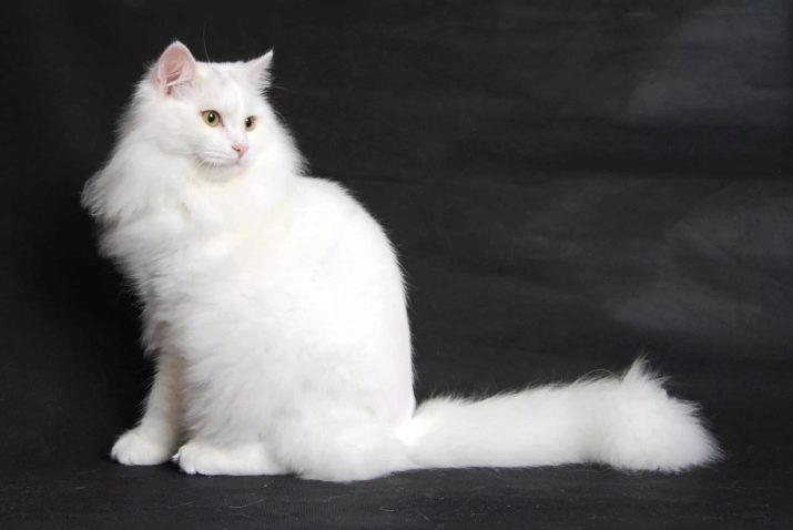 Какие бывают окрас сибирских кошек