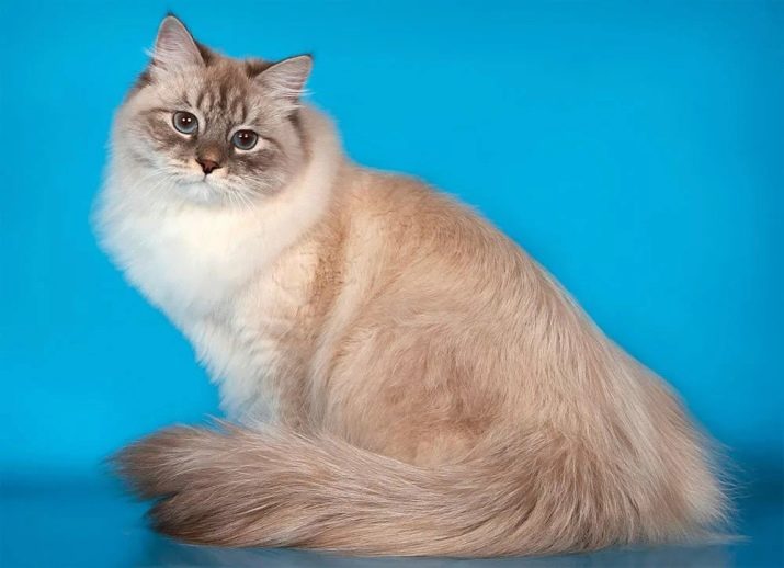 Каких окрасов сибирская кошка
