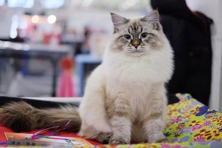 Порода сибирская кошка окрас бежевый