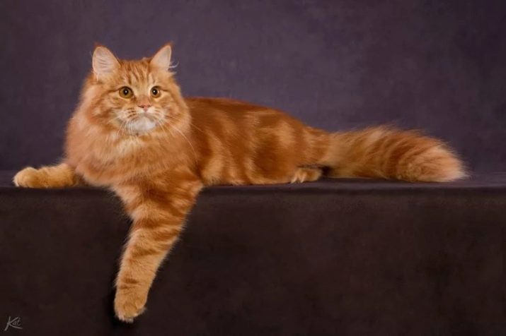 Окрасы кошек сибирской породы фото