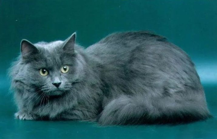 Черный окрас сибирской породы кошек