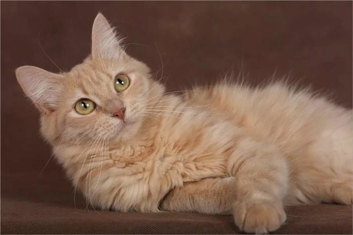 Какого цвета сибирские кошки