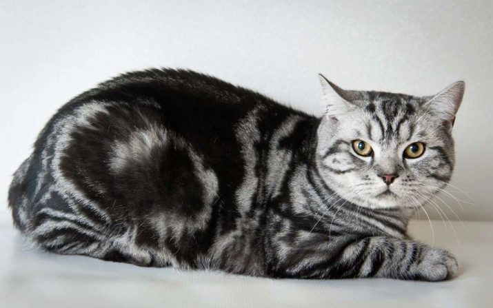 Порода кошек шотландская прямоухая окрасы