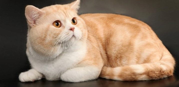 Порода кошек шотландская прямоухая окрасы