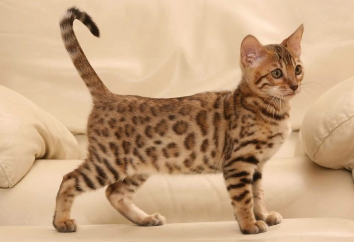 Самые редкие породы кошек фото с названиями пород