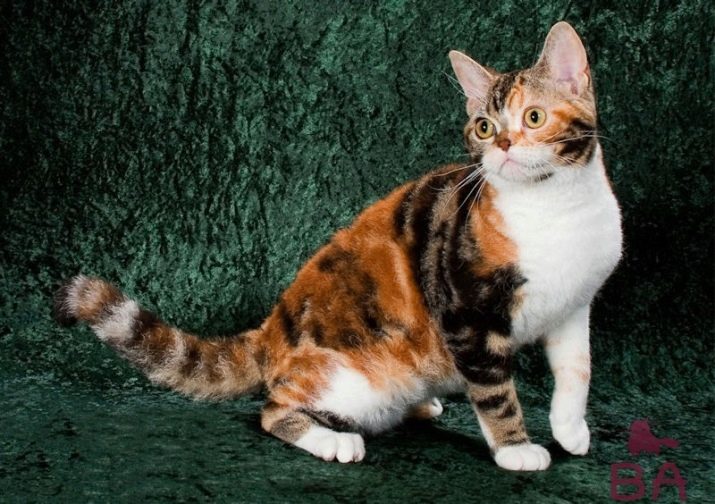 Самые красивые кошки и самые редкие породы